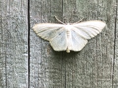 Scopula floslactata