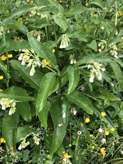 Symphytum tuberosum