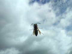 Vespula squamosa