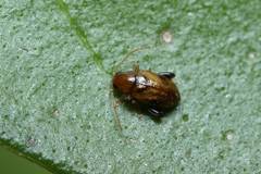 Longitarsus bimaculatus