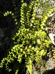 Asplenium adulterinum