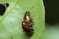 Longitarsus bimaculatus