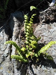 Asplenium adulterinum