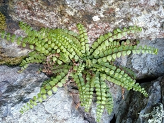 Asplenium adulterinum