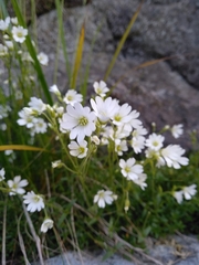 Cerastium alsinifolium