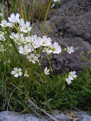 Cerastium alsinifolium