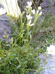 Cerastium alsinifolium