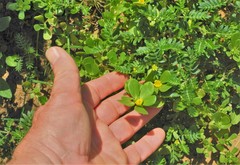 Portulaca oleracea