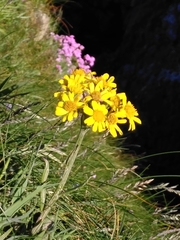 Tephroseris integrifolia maritima