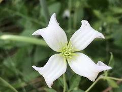 Clematis campaniflora