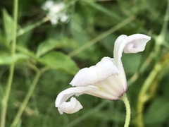 Clematis campaniflora