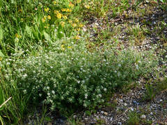 Dorycnium