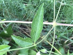 Clematis campaniflora
