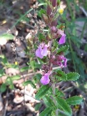 Teucrium chamaedrys