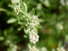 Dorycnium