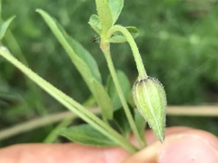 Clematis campaniflora