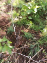 Dalader planiventris