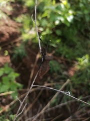 Dalader planiventris