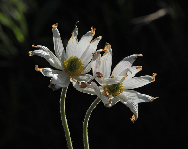 Alchemillifoliae