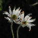 Knowltonia fanninii - Photo (c) Todd Boland, alguns direitos reservados (CC BY-NC), uploaded by Todd Boland