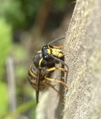 Dolichovespula sylvestris