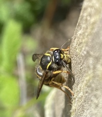 Dolichovespula sylvestris