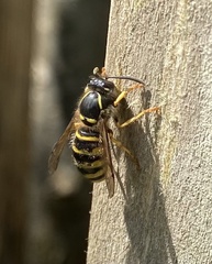 Dolichovespula sylvestris