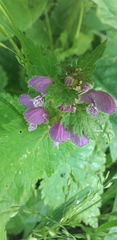 Lamium maculatum