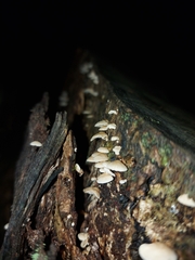 Panellus pusillus