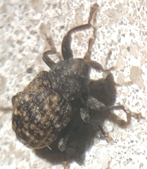 Apteromechus ferratus