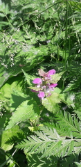 Lamium maculatum