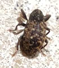 Apteromechus ferratus