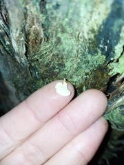 Panellus pusillus