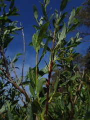 Salix acutifolia