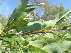 Salix acutifolia