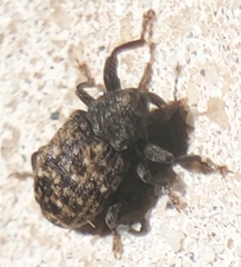 Apteromechus ferratus