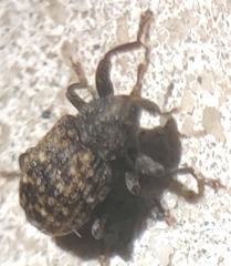 Apteromechus ferratus