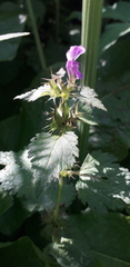 Lamium maculatum