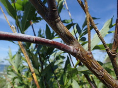 Salix acutifolia