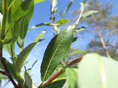 Salix acutifolia