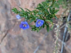 Stemodia florulenta