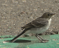 Motacilla alba