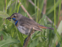Luscinia svecica