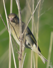 Chloris chloris