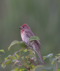 Carpodacus erythrinus