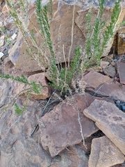 Stemodia florulenta