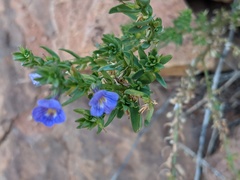 Stemodia florulenta