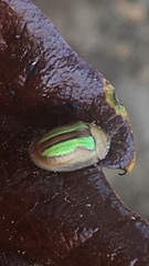 Cassida vittata