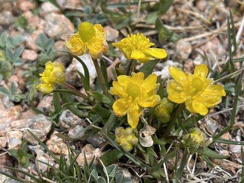 Sapozhnikov's dwarf alpine buttercup (Ranunculus sapozhnikovii)