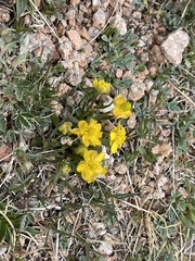 Ranunculus sapozhnikovii